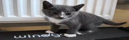 British Shorthair cats for sale: Kittens 🐈🐈🐈 in Bristol - Advert 7