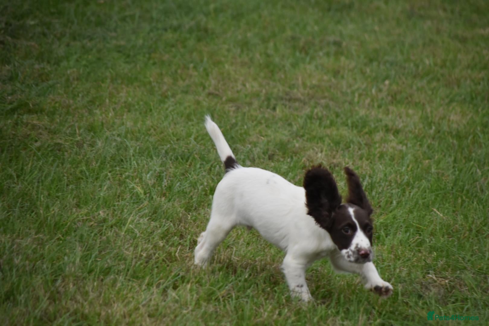 English Springer Spaniel dogs Working English springer spaniels  - Advert 1