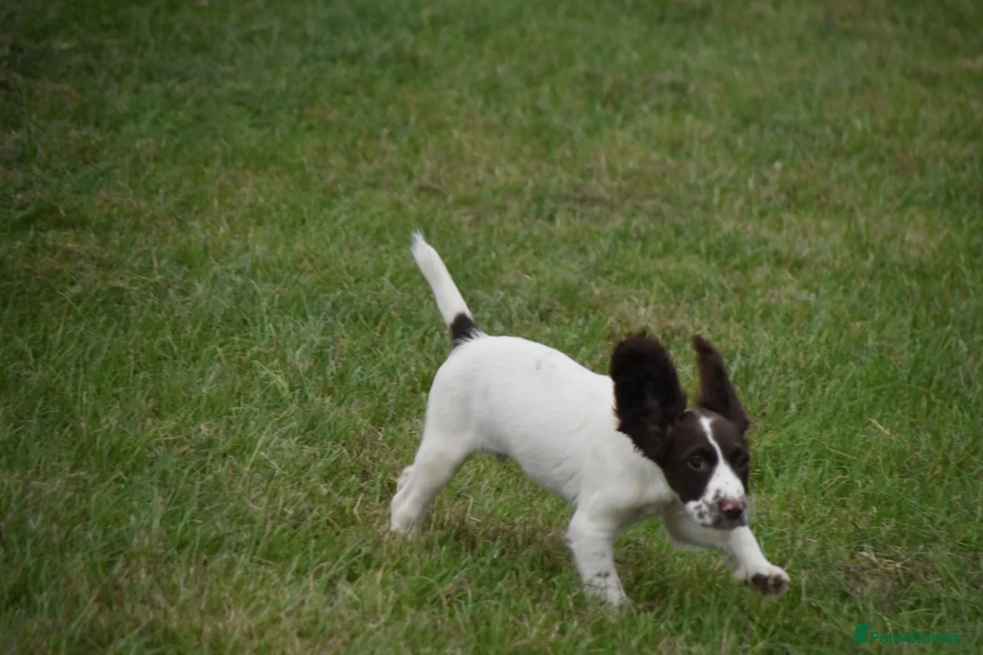 English Springer Spaniel dogs for sale: Working English springer spaniels  - Advert 1
