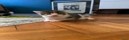 Mixed Breed cats for sale: Beautiful kittens in Chesham - Advert 4