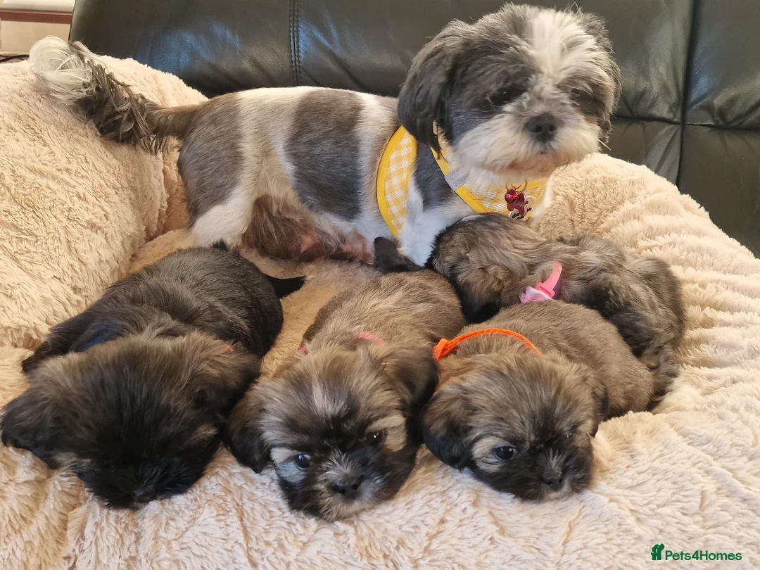 Shih Tzu dogs for sale: 🌸 Adorable Shih Tzu Puppies–ready for new Home ✨ in Deeside - Advert 1