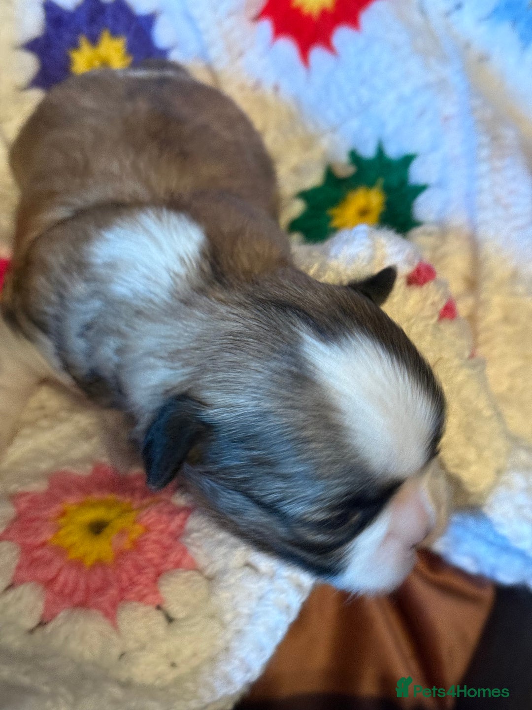 Shih Tzu dogs for sale: Super cute Shih tzu pups - Advert 27