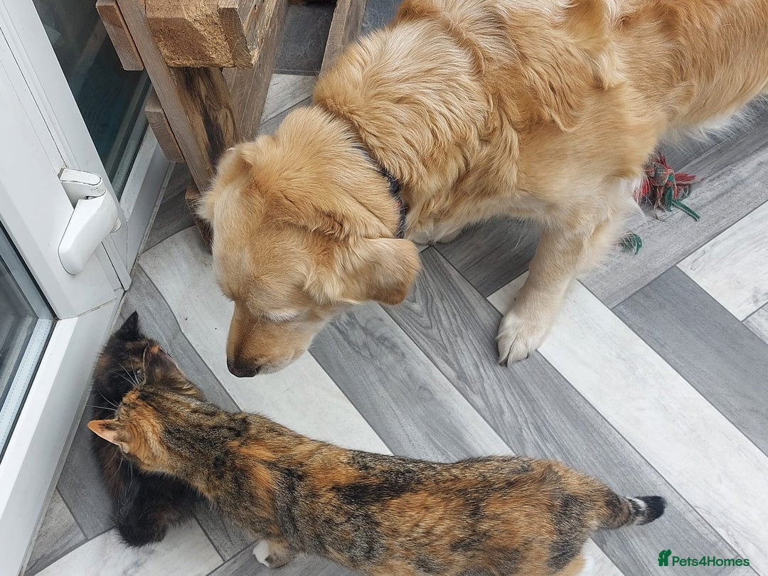 Mixed Breed cats for sale: Four fluffy stress reducers looking for new homes - Image 15