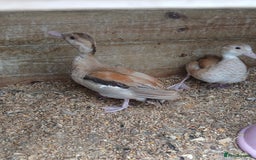 Ducks poultry for sale: orange ringed teal ducks  - Image 2