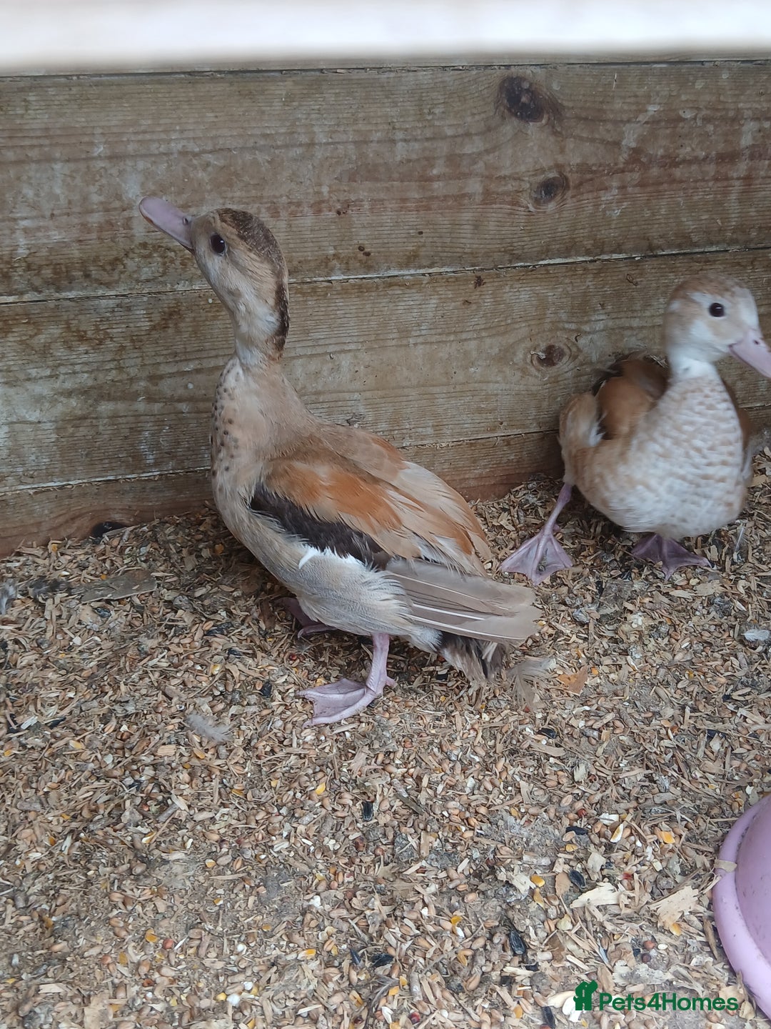 Ducks poultry for sale: orange ringed teal ducks  - Image 2