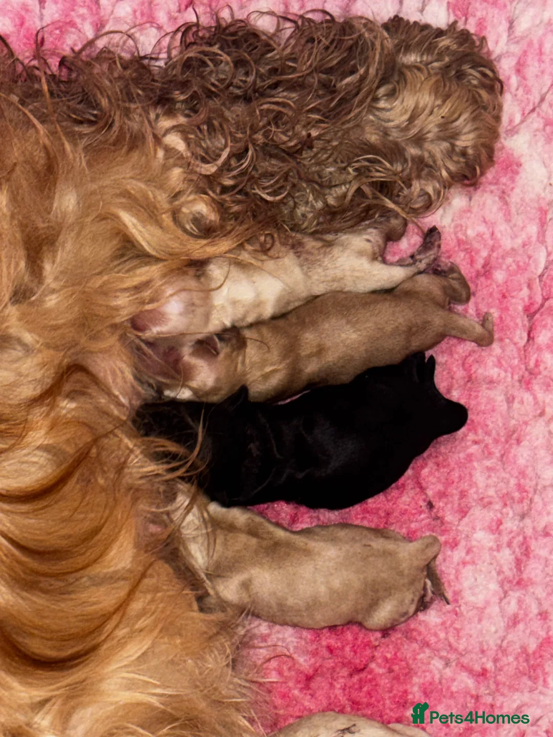 American Cocker Spaniel dogs for stud: KC PROVEN American Cocker Spaniel Stud (0.1% COI) in Stafford - Advert 2