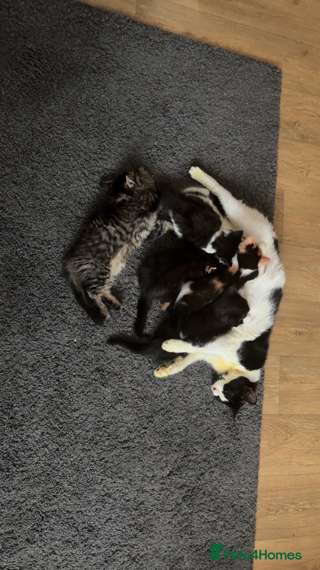Mixed Breed cats for sale: Kittens ready for there forever home  - Image 3