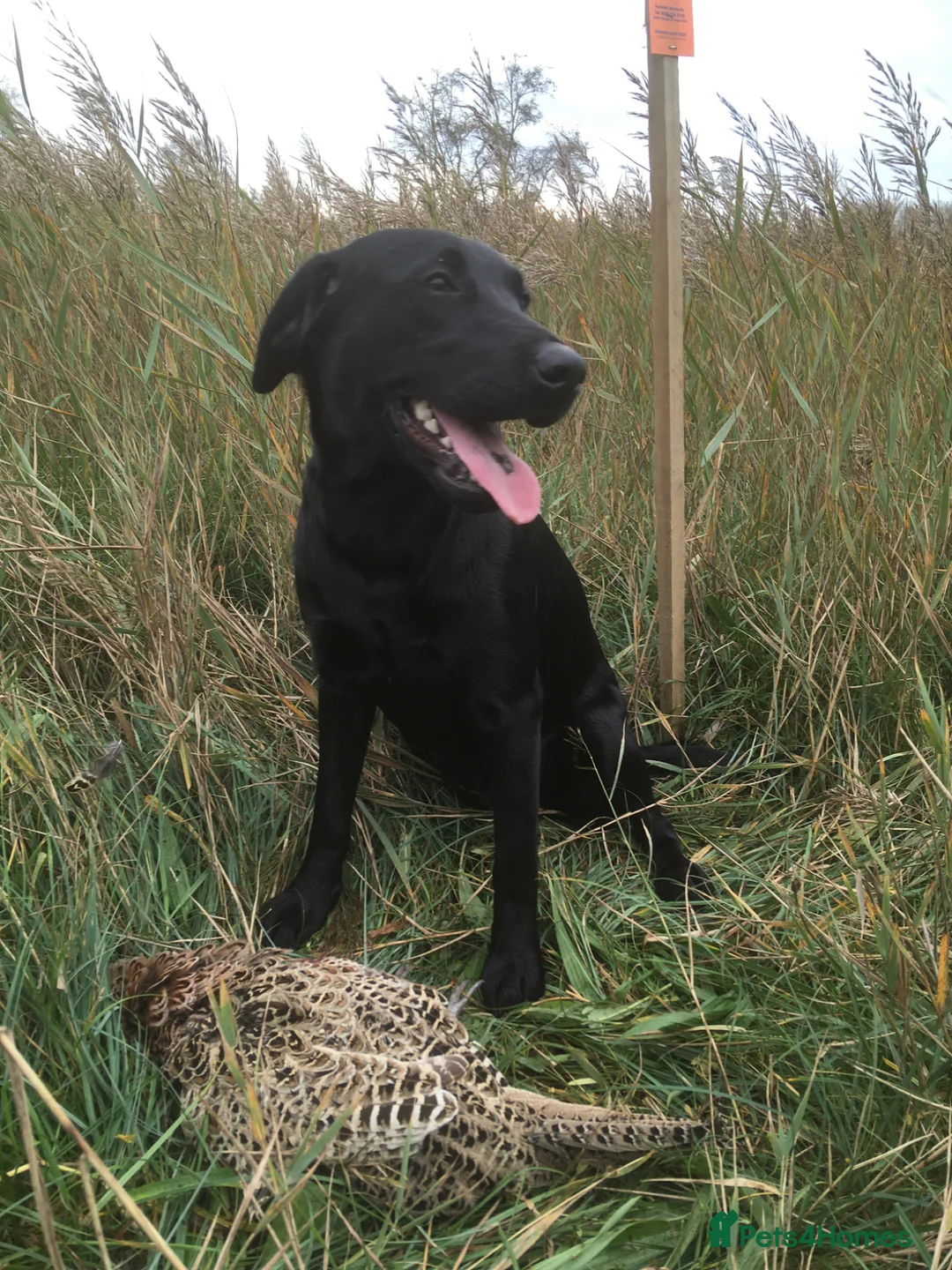 Labrador Retriever dogs for sale: KC Registered Labrador Retriever Puppies in Beccles - Advert 2
