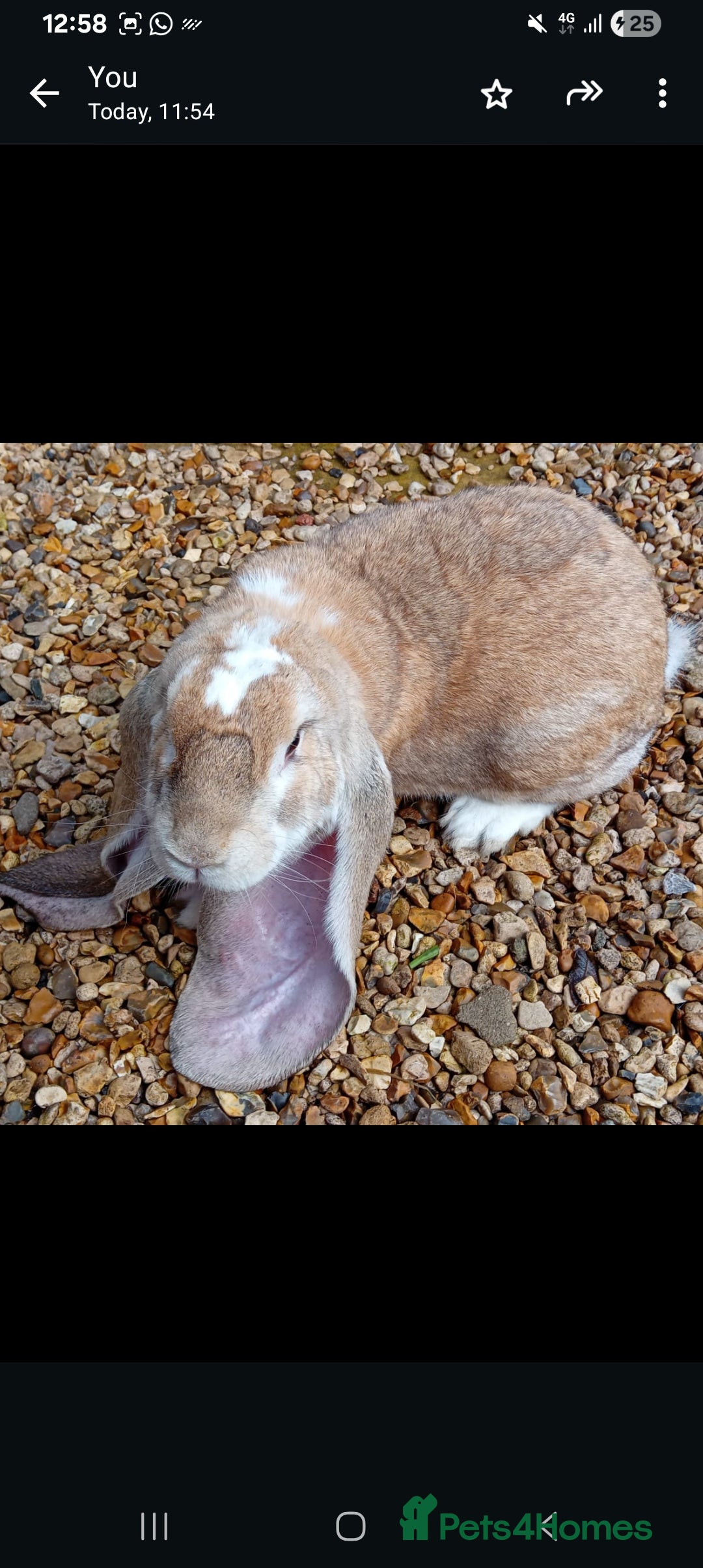 English Lop rabbits for sale: Baby English  lop rabbit - Advert 2