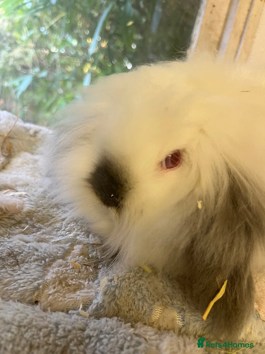 Mini Lion Lop rabbits for sale: Mini lion lops - Advert 2