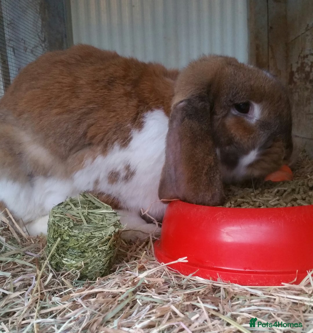 French Lop rabbits for sale: Gorgeous Giant French Lop Doe - VACCINATED REHOME  - Advert 2