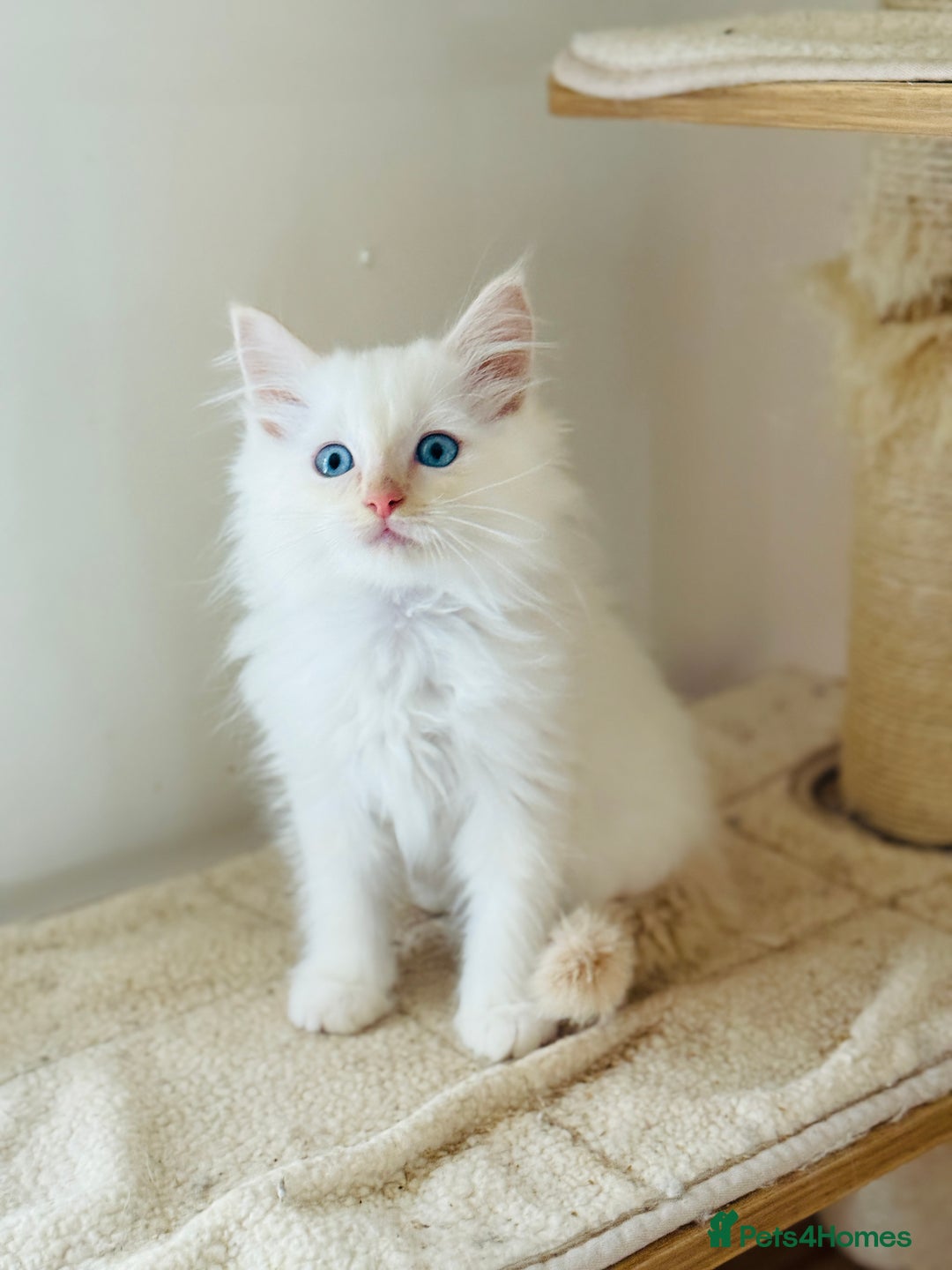 Ragdoll cats for sale: Gorgeous ragdoll kittens  - Image 5