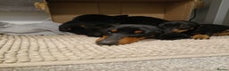 Miniature Dachshund dogs for sale: Miniature dachshund male puppies - Advert 13