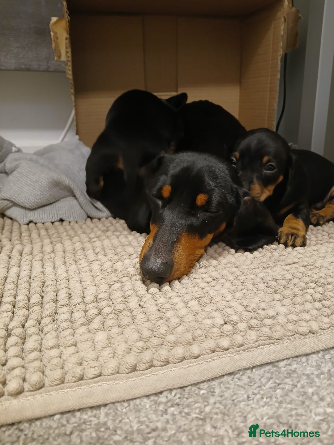 Miniature Dachshund dogs for sale: Miniature dachshund male puppies - Advert 13