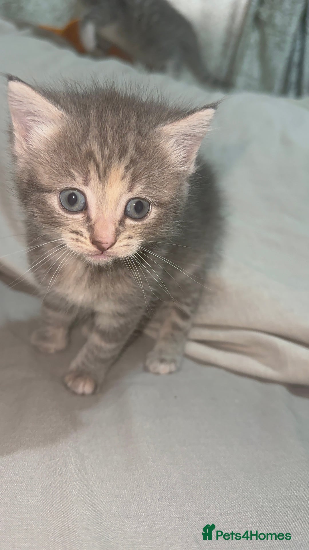 Mixed Breed cats for sale: 3 Beautiful Kittens Needing A Home - Advert 10