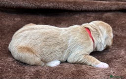 Double Doodle dogs for sale: Double Doodle puppies from Health tested parents - Image 11