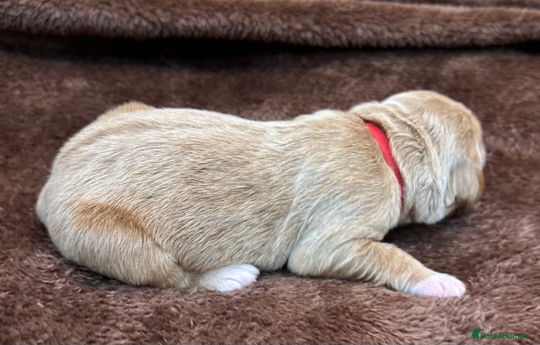 Double Doodle dogs for sale: Double Doodle puppies from Health tested parents - Image 11