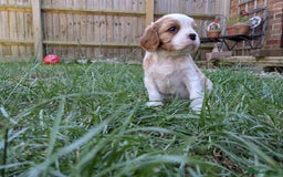 Cavalier King Charles Spaniel dogs for sale: Cavalier King Charles Puppies  - Image 4