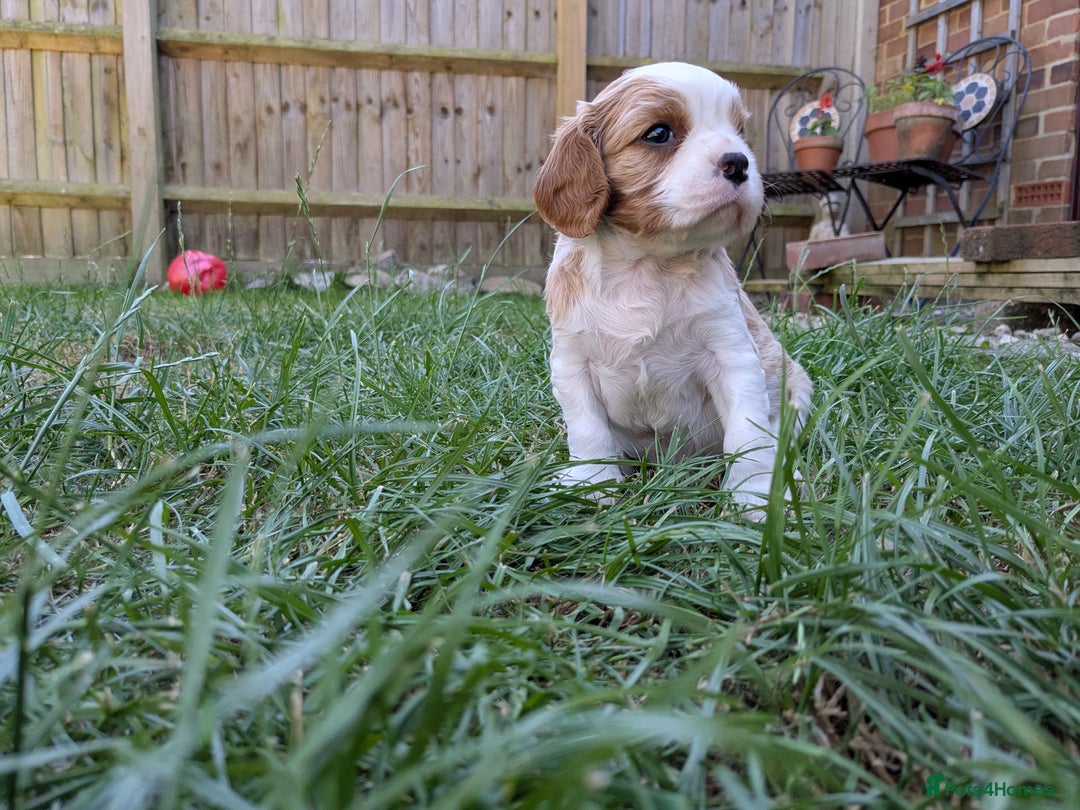 Cavalier King Charles Spaniel dogs for sale: Cavalier King Charles Puppies  - Image 4