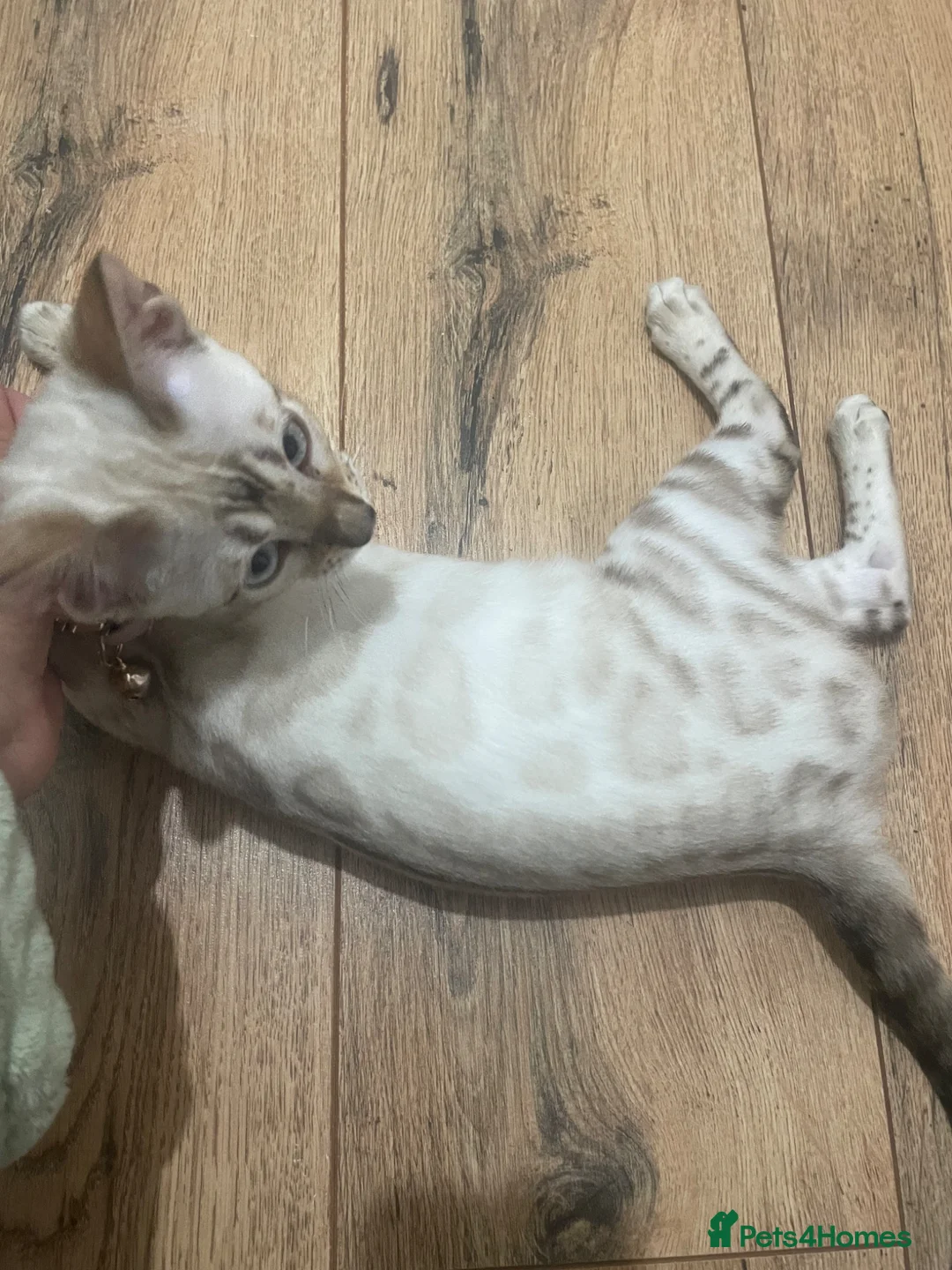 Bengal cats for sale: SNOW LYNX KITTEN NEEDS REHOMING  - Advert 2