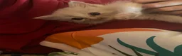 Ragdoll cats for sale: Stunning Ragdoll Kittens  - Advert 5