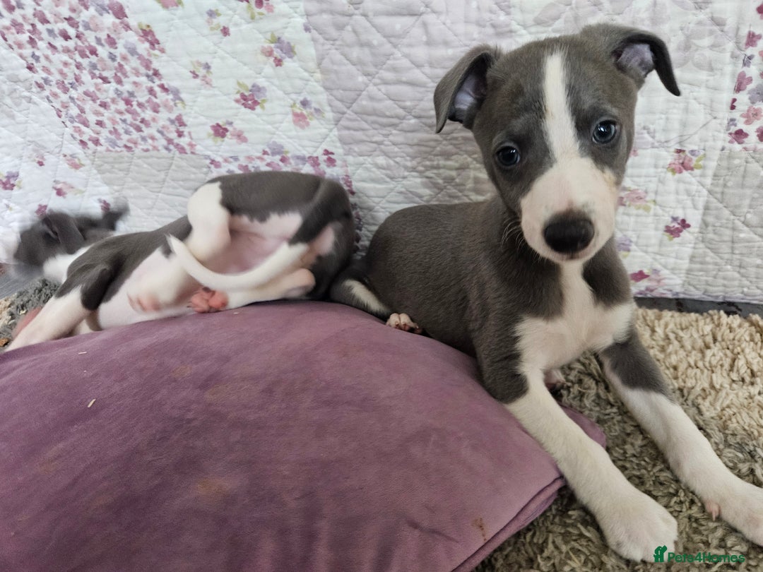 Whippet dogs for sale: KENNEL CLUB WHIPPETS  - Advert 24