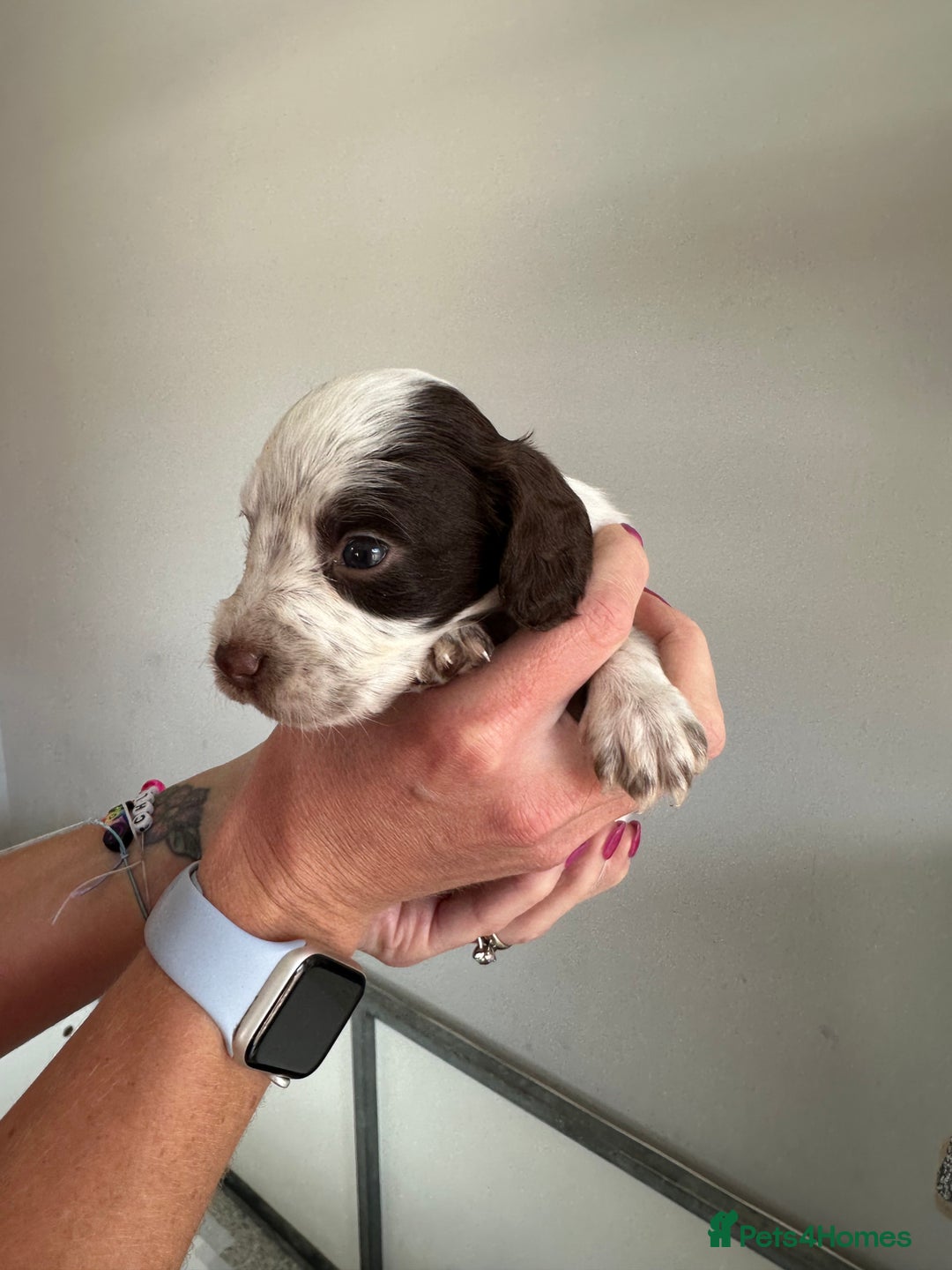 Cocker Spaniel dogs for sale: Working Cocker spaniel puppies  - Image 32
