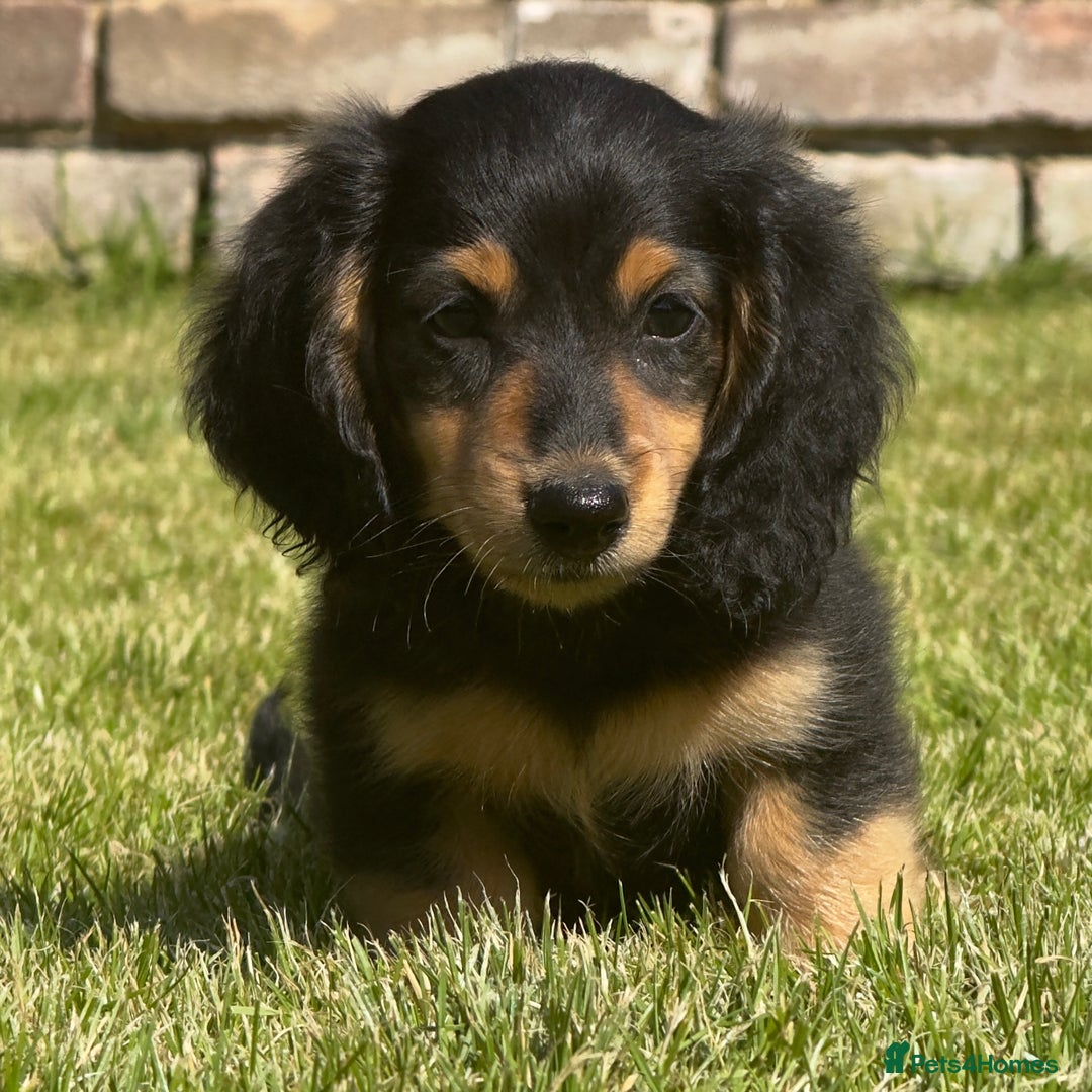 Miniature Dachshund dogs for sale: Omshantipuppies miniature dachshund puppies - Image 5
