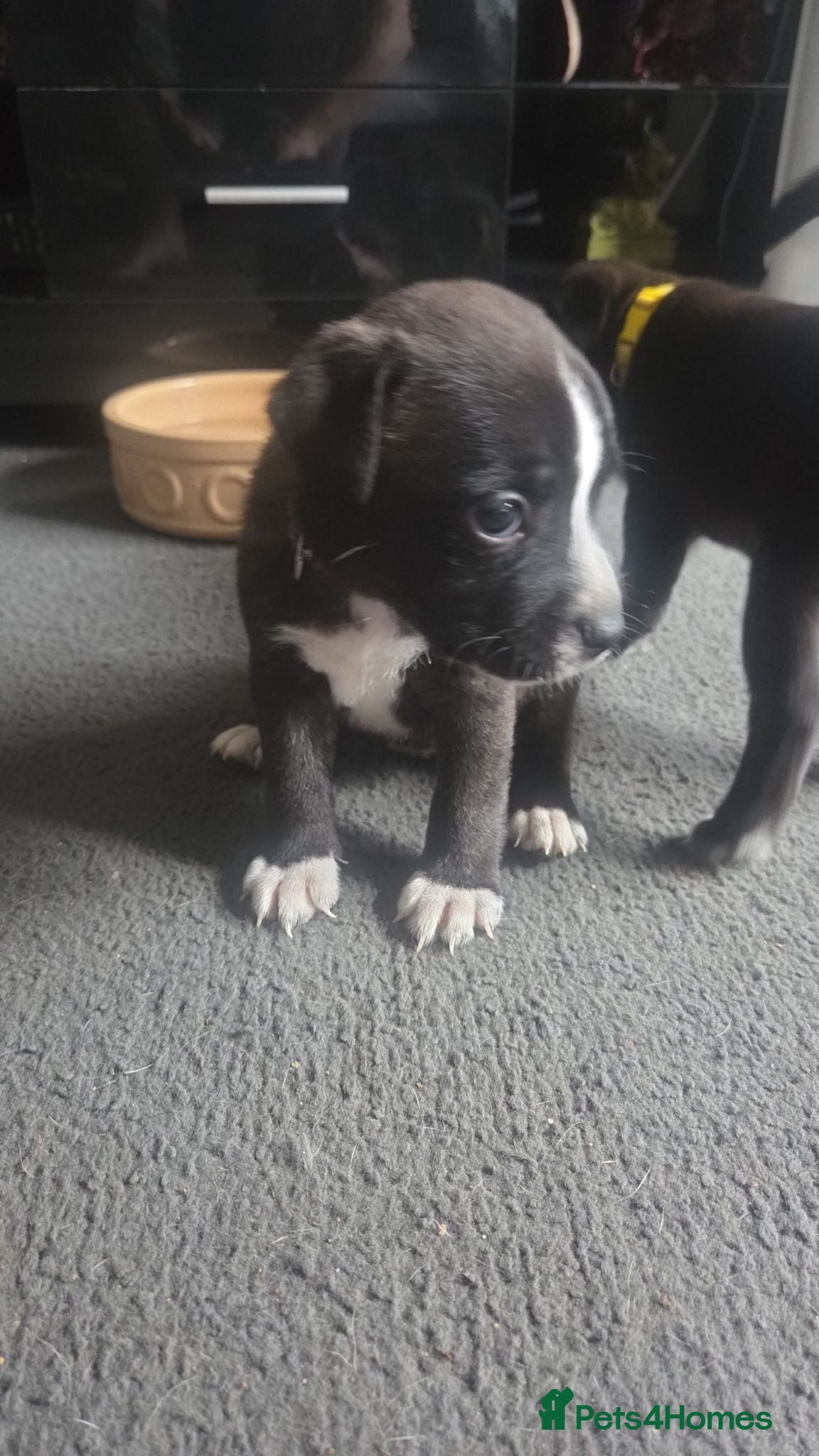 Mixed Breed dogs Staffy + cane corso  - Advert 8