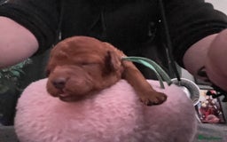 Cavapoo dogs for sale: Playful, affectionate, red Cavapoo puppies  - Image 29
