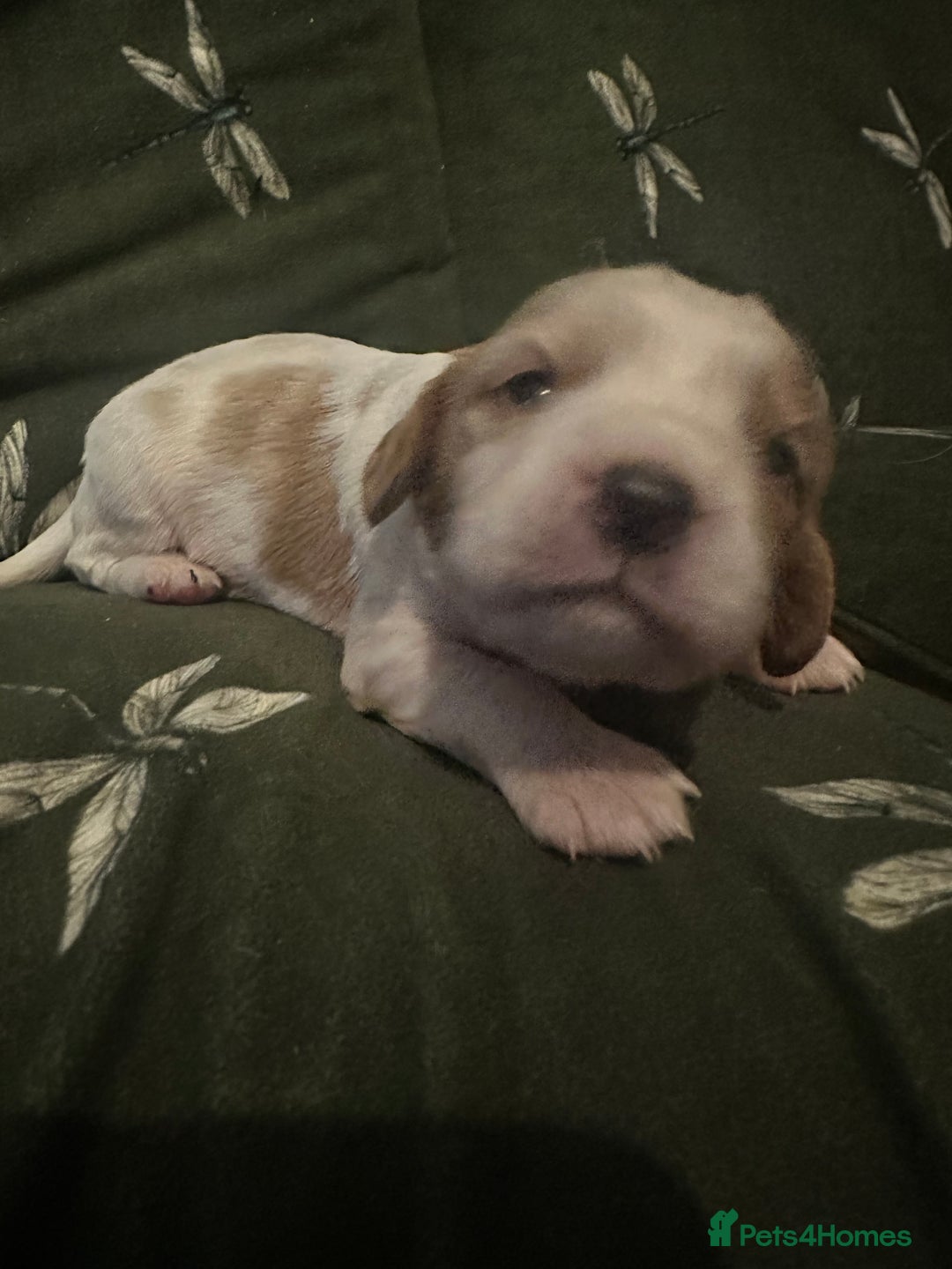 Cockalier dogs for sale: Cockalier puppies  - Advert 4