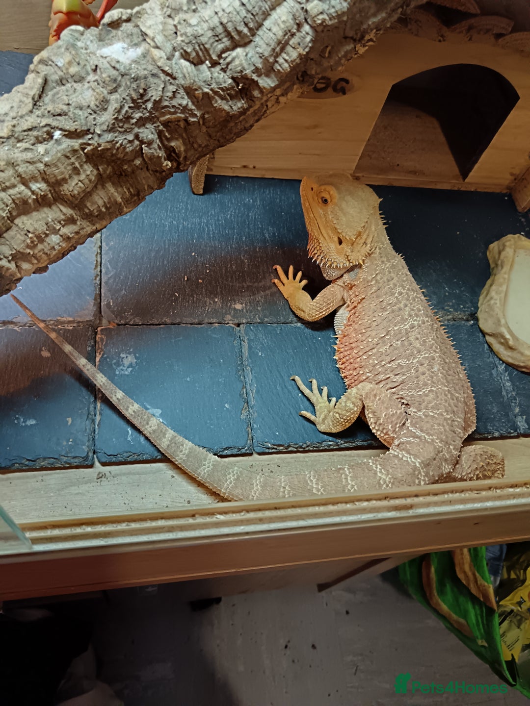 Bearded Dragon reptiles for sale: Male bearded dragon 3 years old full set up - Image 8