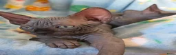 Sphynx cats for sale: ✨ Exceptional Sphynx Kittens Available ✨ - Advert 32