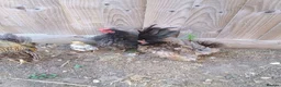 Chickens poultry for sale: Serama chickens in Bedford - Advert 5