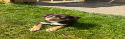 Australian Kelpie dogs for sale: Working Kelpies - Advert 6