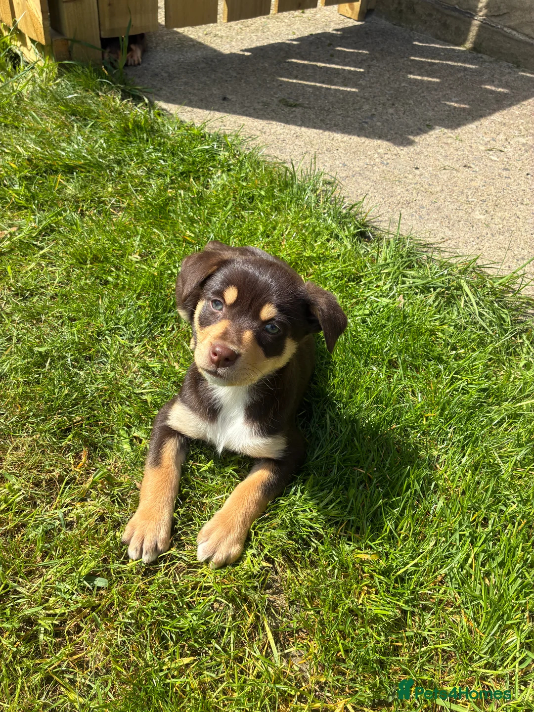 Australian Kelpie dogs for sale: Working Kelpies - Advert 6