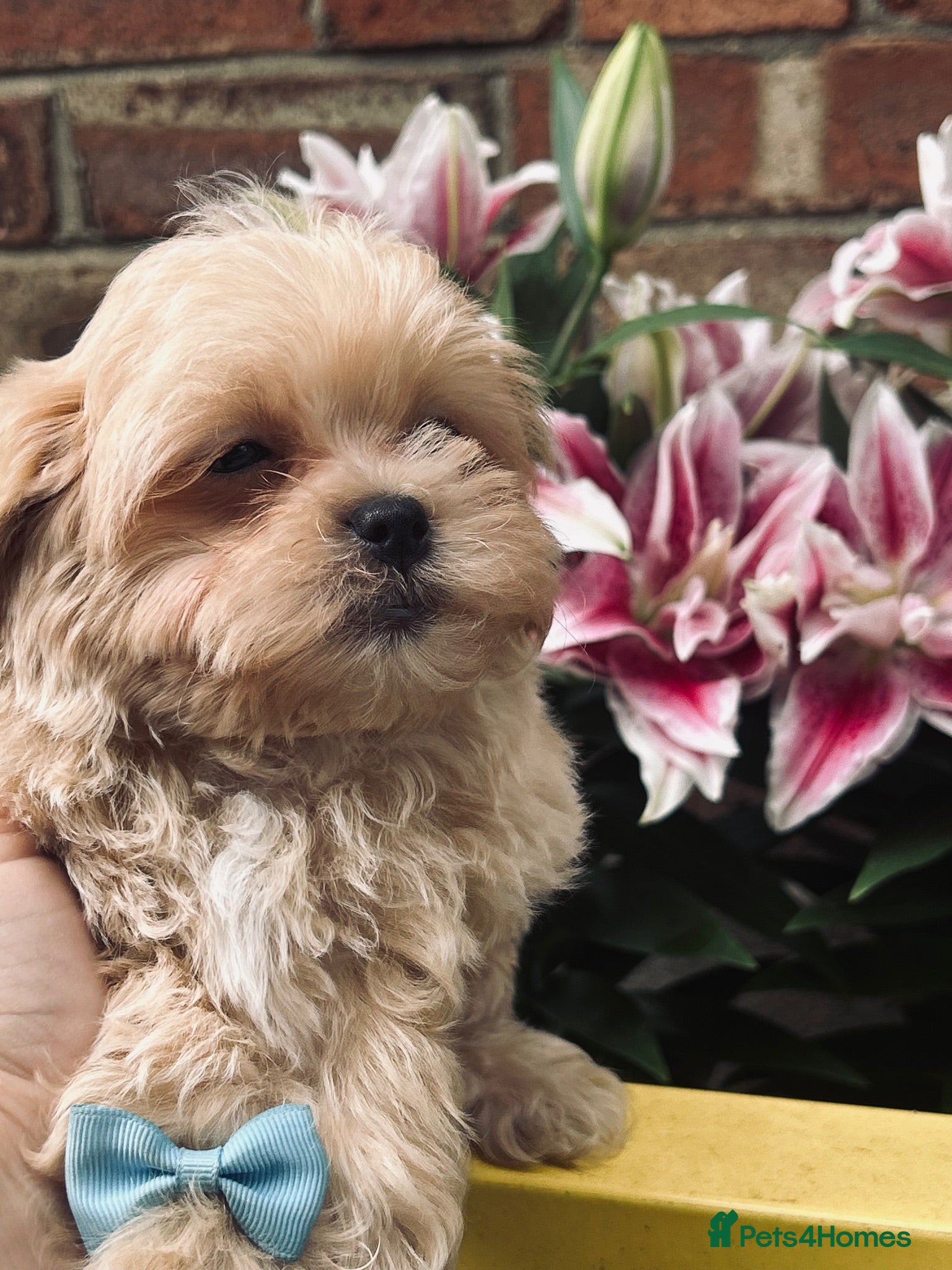 Maltipoo dogs  **  Miny Maltipoo – Beautiful Teddy Bear Face - Advert 1