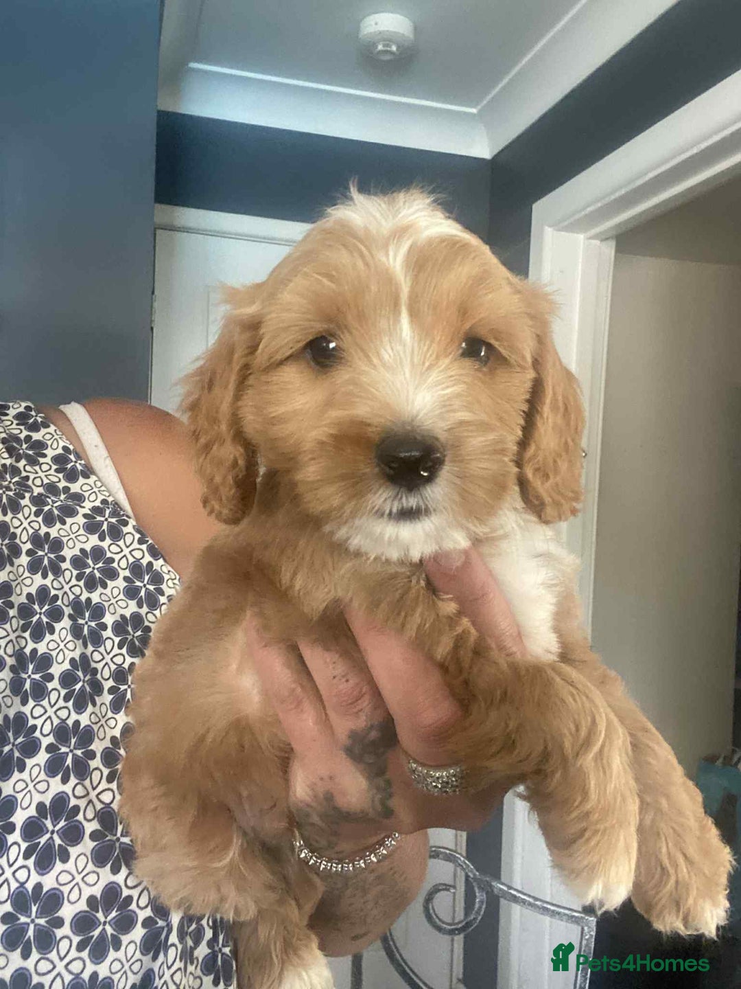 Cavapoo dogs for sale: Cavapoo puppy’s  - Image 7
