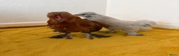 Chickens poultry for sale: Beautiful chicken - Advert 4