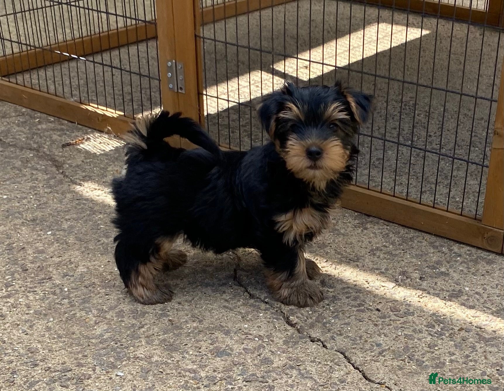 Yorkshire Terrier dogs KC Registered Yorkshire Terrier Puppies  - Advert 10