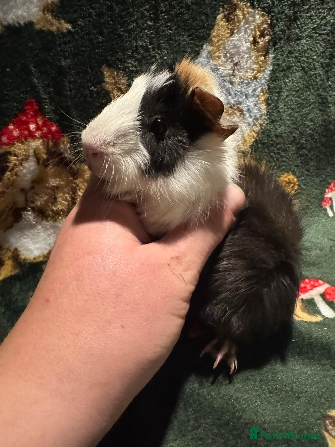 Guinea Pig rodents for sale: Baby Male Guinea pigs  - Image 5