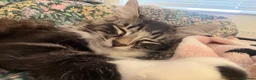 Mixed Breed cats for sale: Ragdoll x Bengall - Advert 8