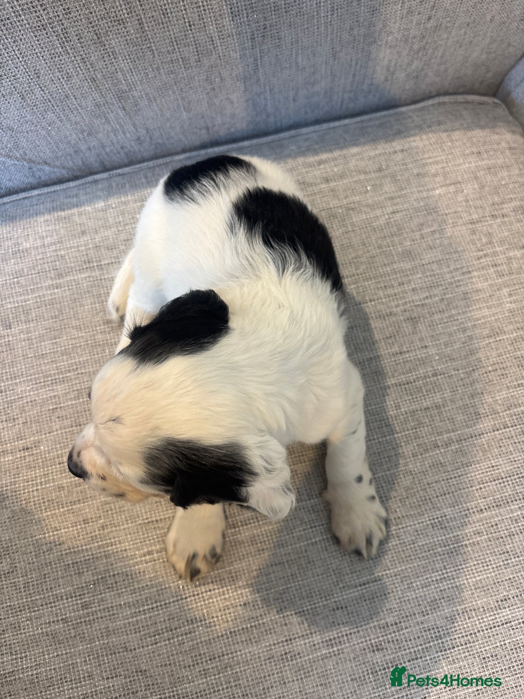 Cocker Spaniel dogs for sale: Working cocker spaniels for sale  - Image 3