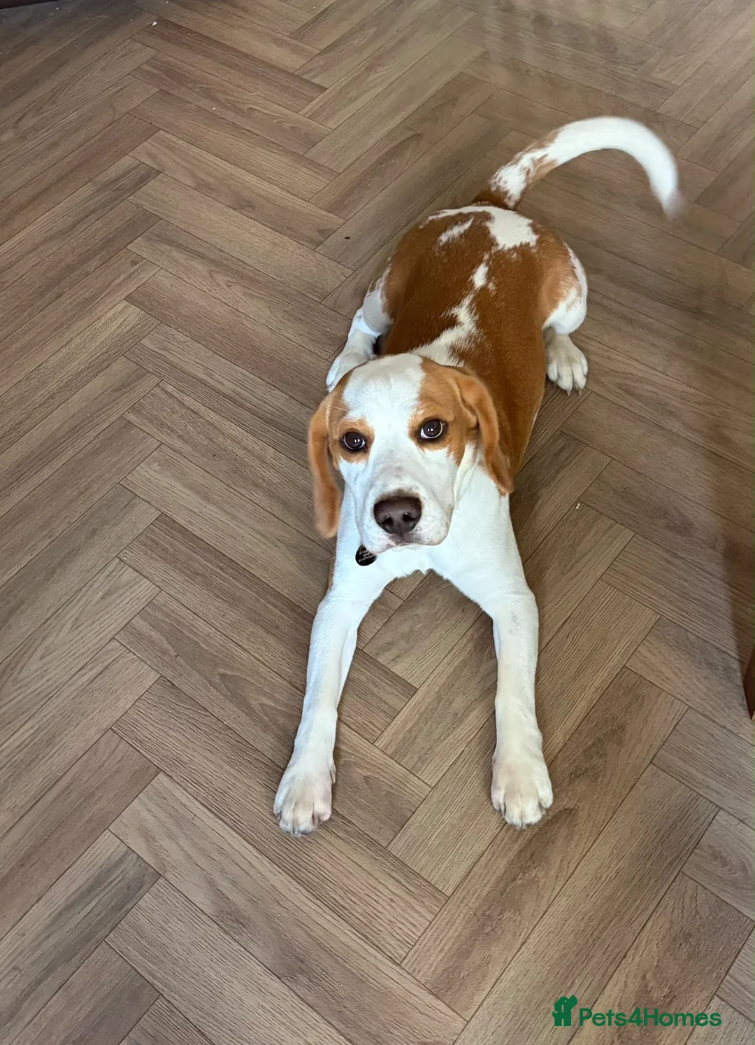 Beagle dogs for sale: Simba returnee - Advert 1