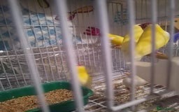 Finches birds for sale: Gouldian finches for sale  - Image 3