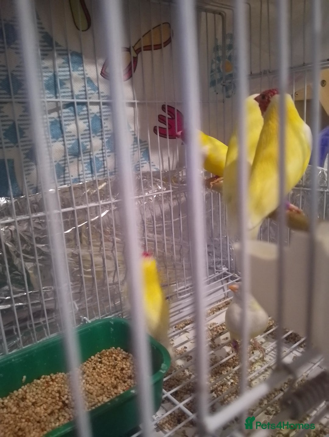 Finches birds for sale: Gouldian finches for sale  - Image 3