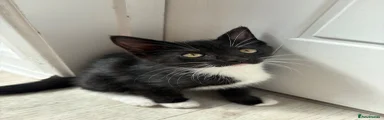 Girl Kitten