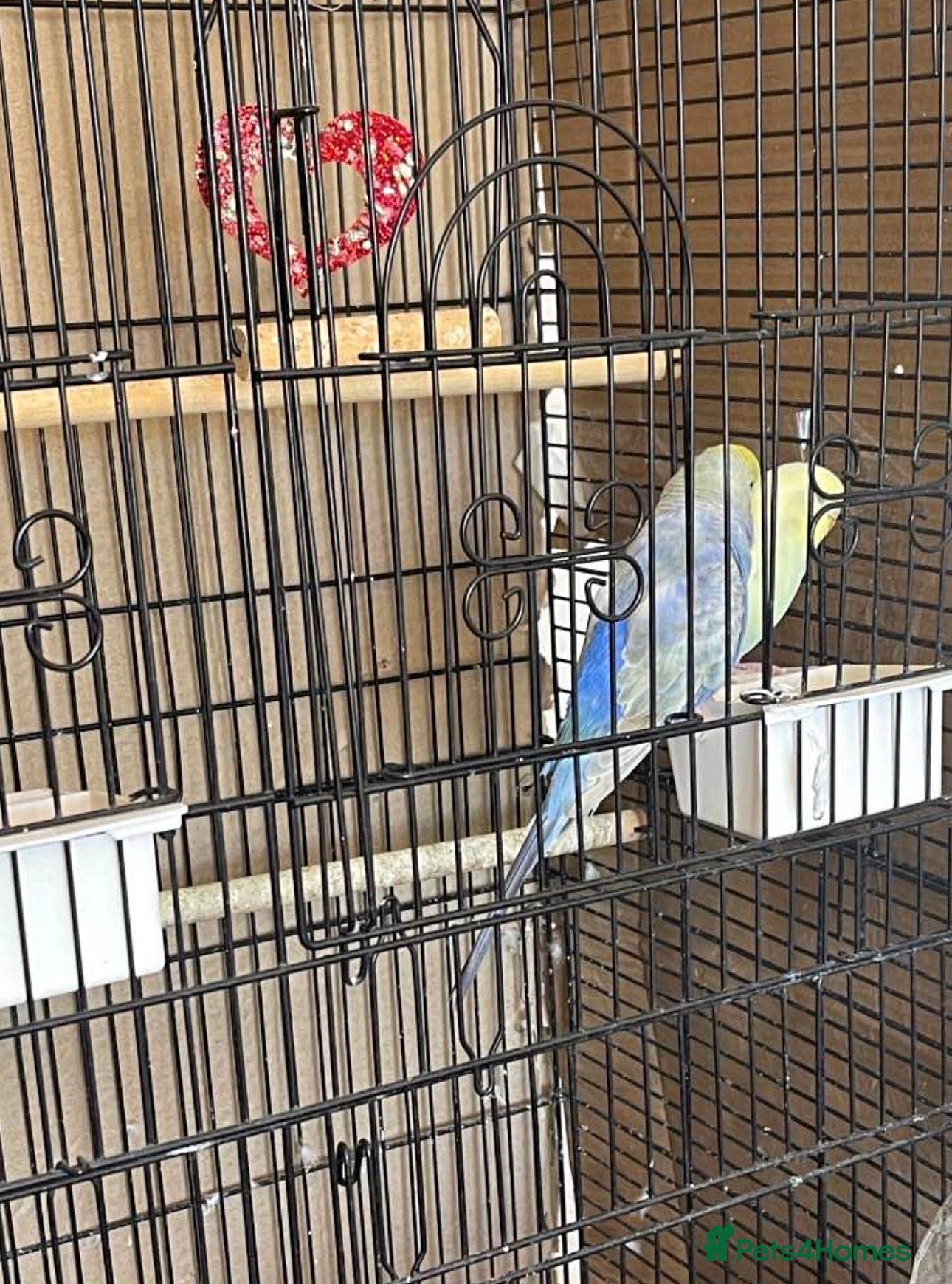 Conures birds Pair of bonded budgies - Advert 4