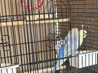 Conures birds Pair of bonded budgies - Advert 4