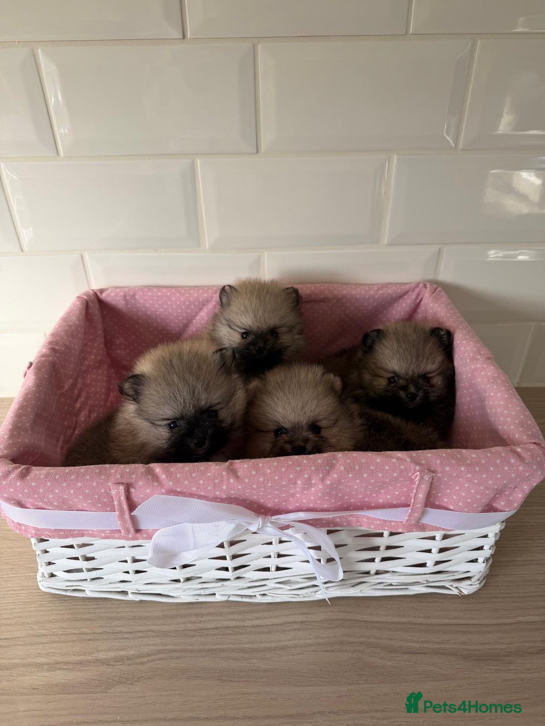 Pomeranian dogs for sale: 4 beautiful Pomeranians available for reservation - Advert 1